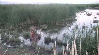 badi vors