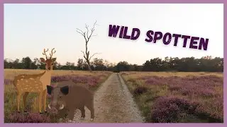AVONDWANDELING BIJ HET DEELERWOUD