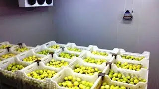 Холодильник Бухорода