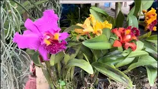 Gaston Park yesterday 8/31/2024 #j4vlogs