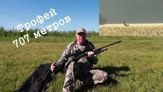 Охота на самца Сибирской косули на реву 2023 в Курганской области.