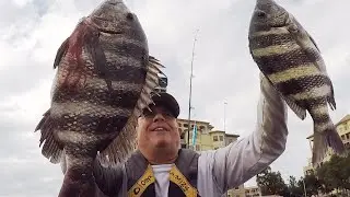 Best Free Bait For Catching Sheepshead Near Bridges