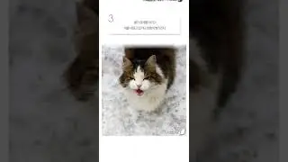 반려묘가 '이런 행동' 하면 이별준비 하세요