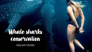 Whale Sharks Project - Conservation International