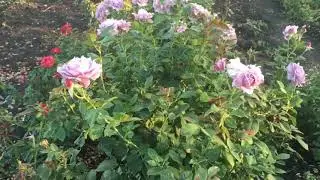Роза Новалис