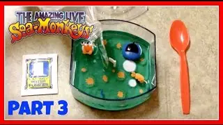 Sea Monkeys: Part 3