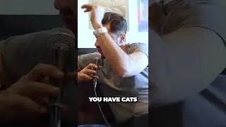 Hilarious Nursery Rhymes and the Surprise Involving Cats! | Jessy Dubai | Prn Strs R Ppl