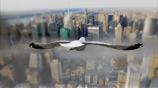 Маски Matte (в After Effects) Город, вид сверху