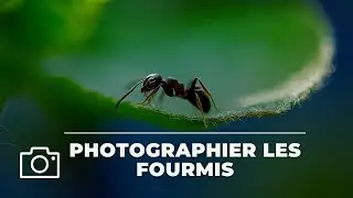 Comment Photographier Les Fourmis?#fourmi #fourmis #macro