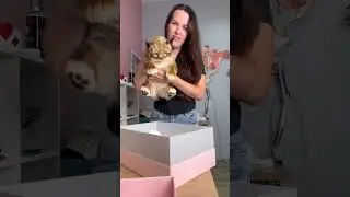 Волнительный момент провода рысенка в дальнее путешествие 😍Он отправляется из Питера в Тюмень✈️📦