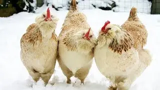 Salmon Faverolles Chickens | Uniquely Colored Dual Purpose