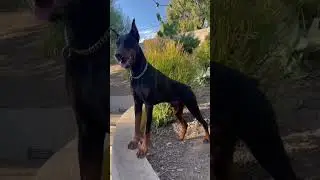 Nothing beats a Doberman glow up😍 #doberman #dog #puppy