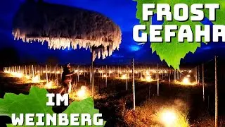 Frostgefahr im Weinberg | Schäden durch Frühjahrs Frost verhindern