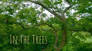 In the Trees - Cinewhoop GoPro Hero7