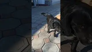пришли на зов собачка Тонька и Милка #собачка #собакадругчеловека #деревенскаяжизнь #рекомендации