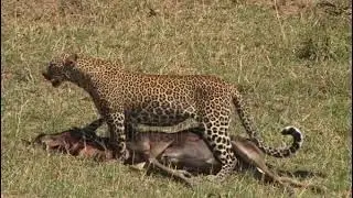 A leopard transporting a kill