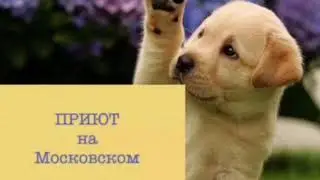 Прогулки с малышами приюта))