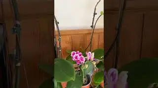 My Orchids In Bloom #shorts