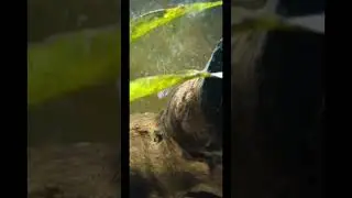 Identifying All The Fish In My Aquarium