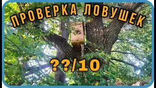 Проверка ловушек 2021 июль/ловля роев/пасека халява