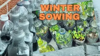 🇨🇦 Winter Sowing in Canada| Save Money on Plants| Nino and Lo👨🏾‍🍳👩🏽‍🌾