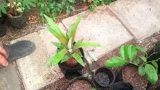 Ананас 🍍 перевалка.
