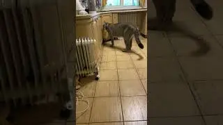 Лекса хулиганит с самого утра!