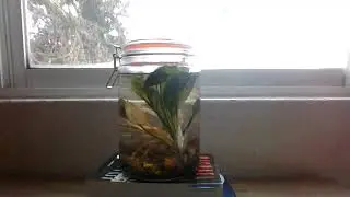 la pinche ecosferaa