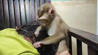 wow he finding lice     #monkey #animals #dog