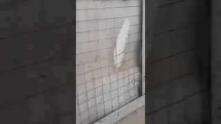узбекские голуби абдусалама город ош т,0996 557557770 стандарт ☆