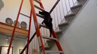 Inky Cat on 12 Foot Ladder