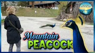 Peacocks call Idaho mountain town home