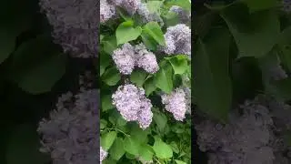Великолепие сирени.