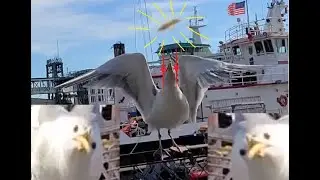 Feeding Seagulls at Ivar's