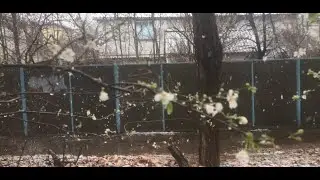 ЦВЕТЕНИЕ В АНАПЕ! АНАПУ ЗАВАЛИЛО СНЕГОМ!