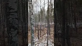 наблюдаем