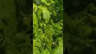 Когда цветёт полевой клён 