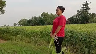 melihat tanaman padi ku sendiri