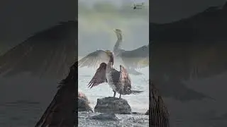 Framing the wild with Nikon z7 - Great cormorant #youtubeshorts #shorts #pvrmurtyscaptures