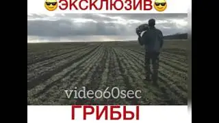 Премьера клипа эксклюзив Грибы "Тает Лёд"