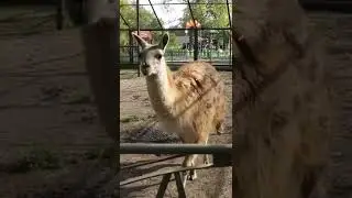Милые и экзотичные животные в центре Омска 