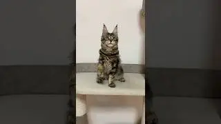 Мейн-кун кошечка Руна, возраст 4 месяца