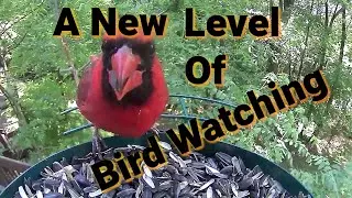 Hidden Security in a Bird Feeder! #soliom