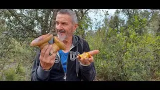 4 Seguimiento de Aereus y Amanitas Mayo 2024