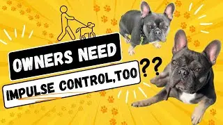 French Bulldog learns how to make decisions
