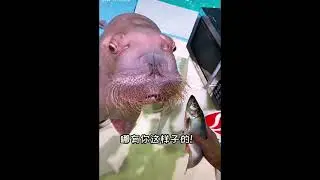 Interesting 2T Vines Series