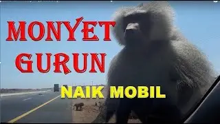 Monyet Gurun Naik Mobil