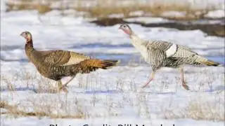 Smoke-phased Turkey