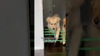 We were so close to making it to the Olympics 🥺 #dogshorts #goldenretriever #puppy #olympics #dogs