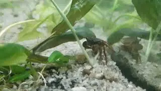 Леопардовый краб в аквариуме🦀🦀🦀